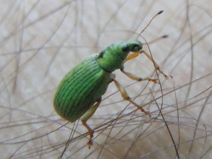 Curculionidae:  Polydrusus formosus